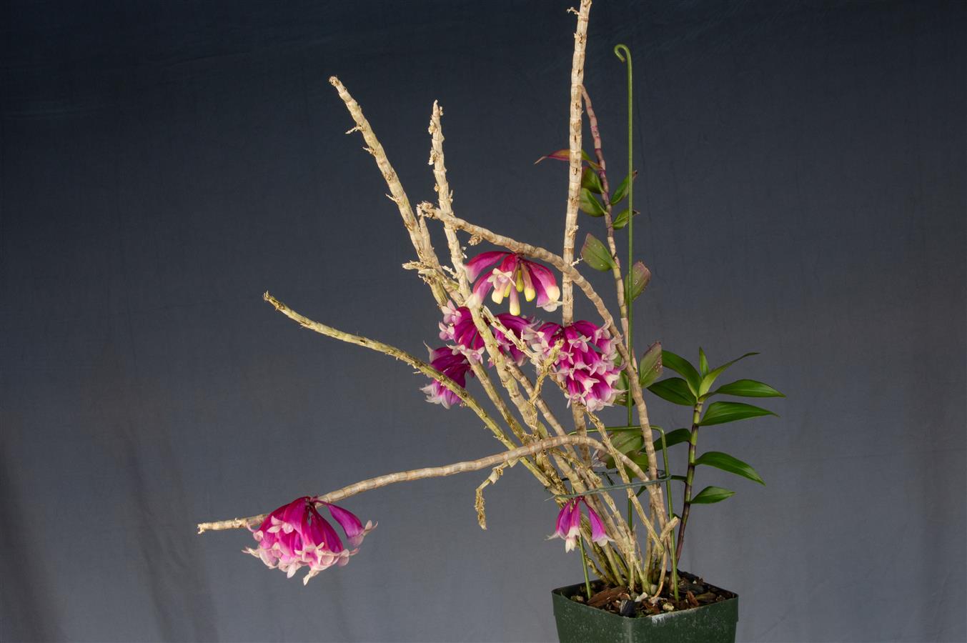 Dendrobium