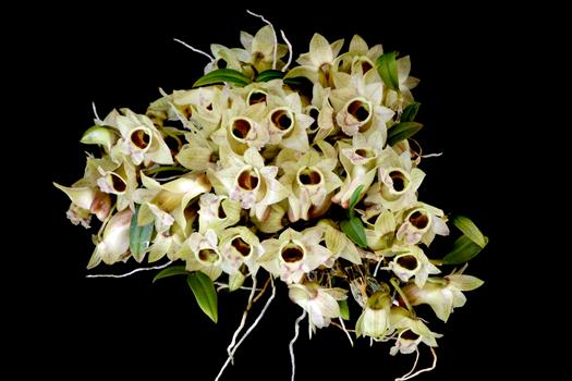 洋書 Orchid Species Culture : Dendrobium Orchid Species Culture: Dendrobium: Baker, Margaret L