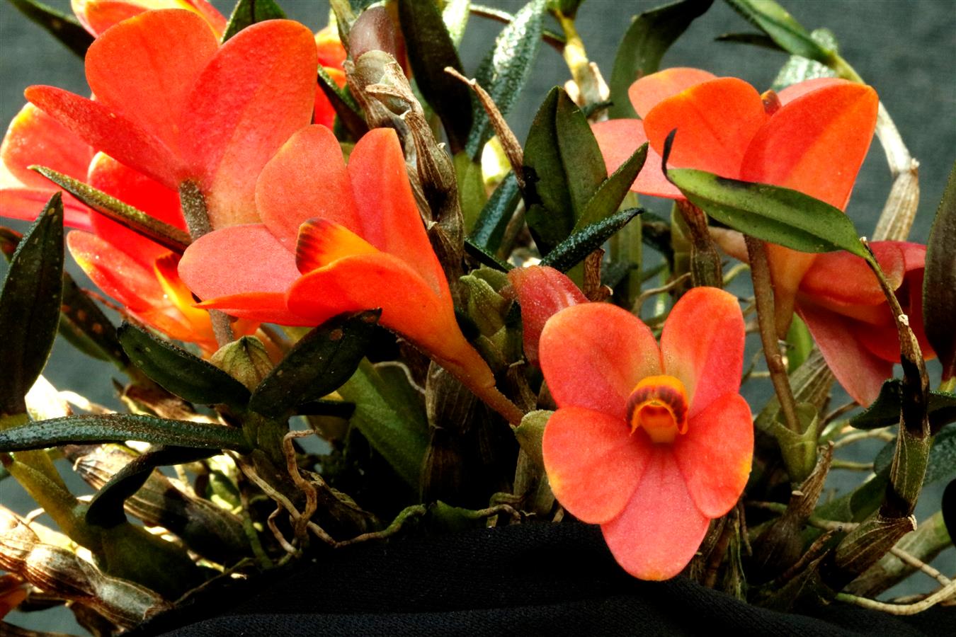 洋書 Orchid Species Culture : Dendrobium Orchid Species Culture: Dendrobium (Orchard Species Culture