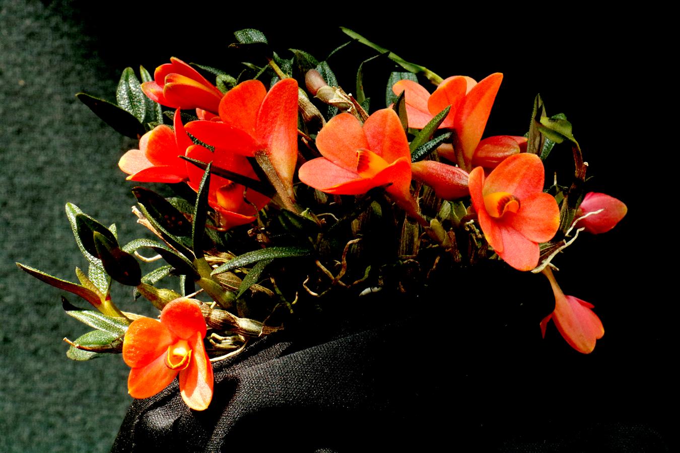 Dendrobium