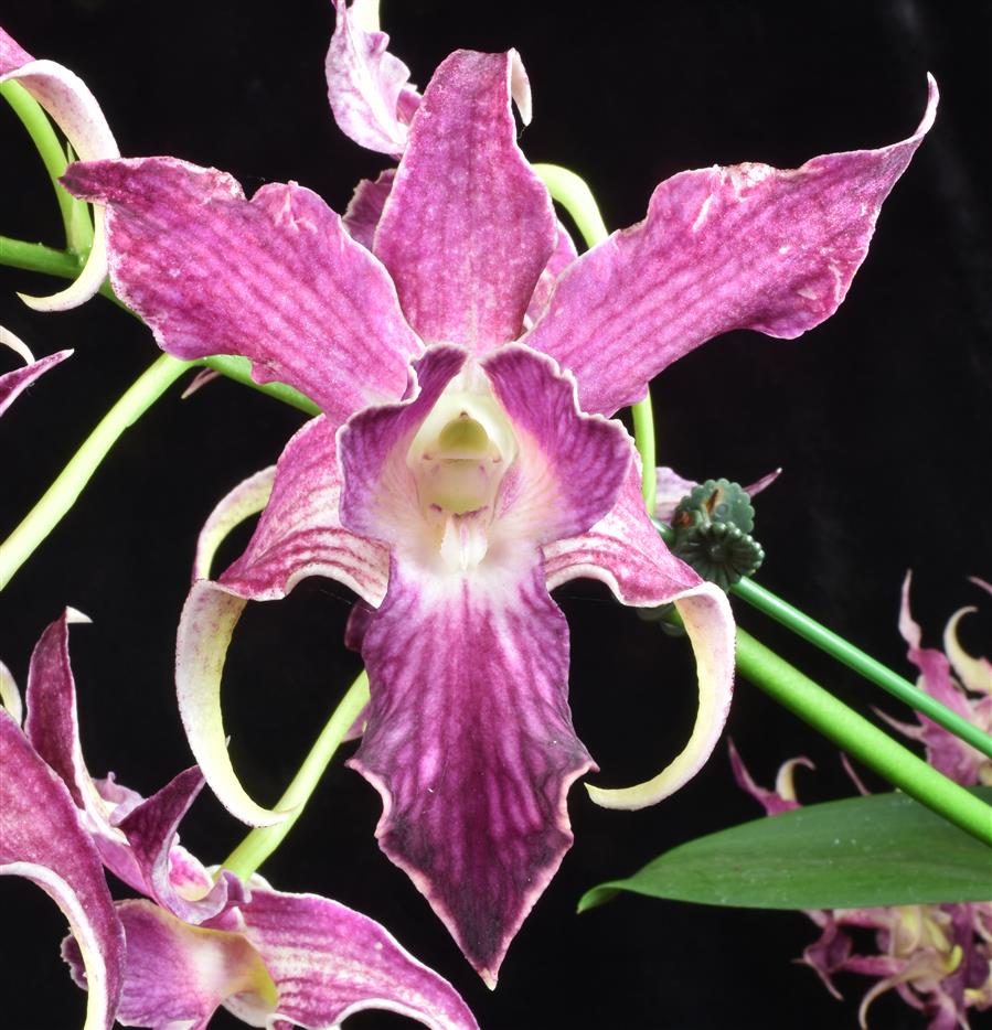 洋書 Orchid Species Culture : Dendrobium Orchid Species Culture: Dendrobium: Baker, Margaret L