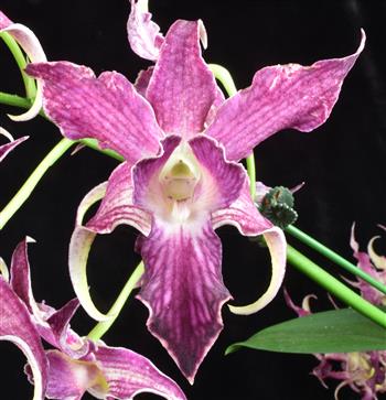 Dendrobium