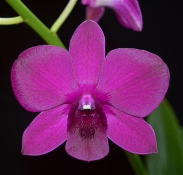 Dendrobium