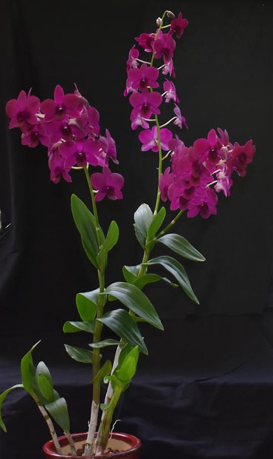 洋書 Orchid Species Culture : Dendrobium Orchid Species Culture: Dendrobium (Orchard Species Culture