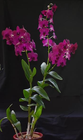 Dendrobium