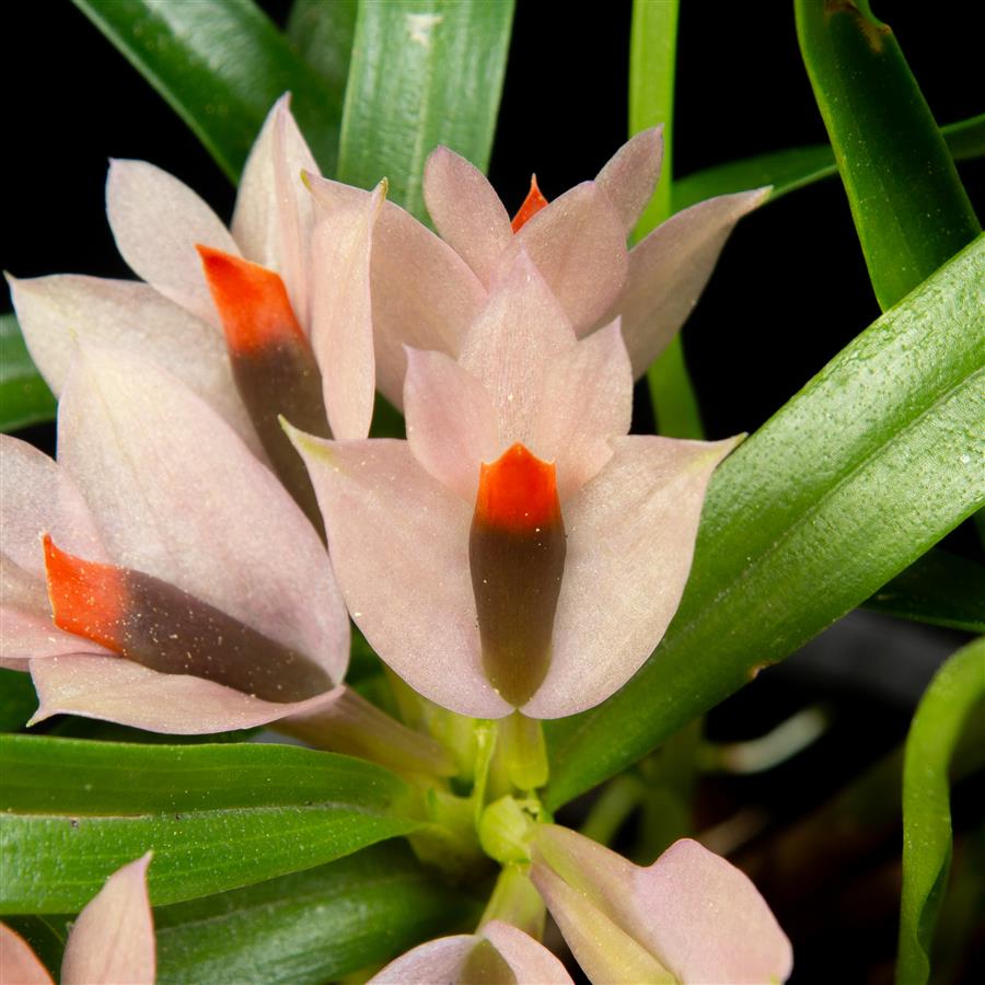 洋書 Orchid Species Culture : Dendrobium Orchid Species Culture: Dendrobium: Baker, Margaret L