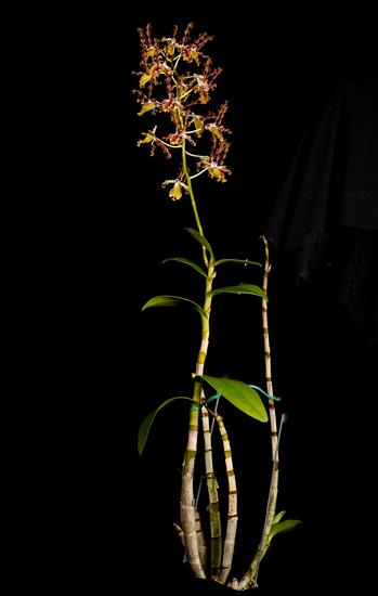 Dendrobium