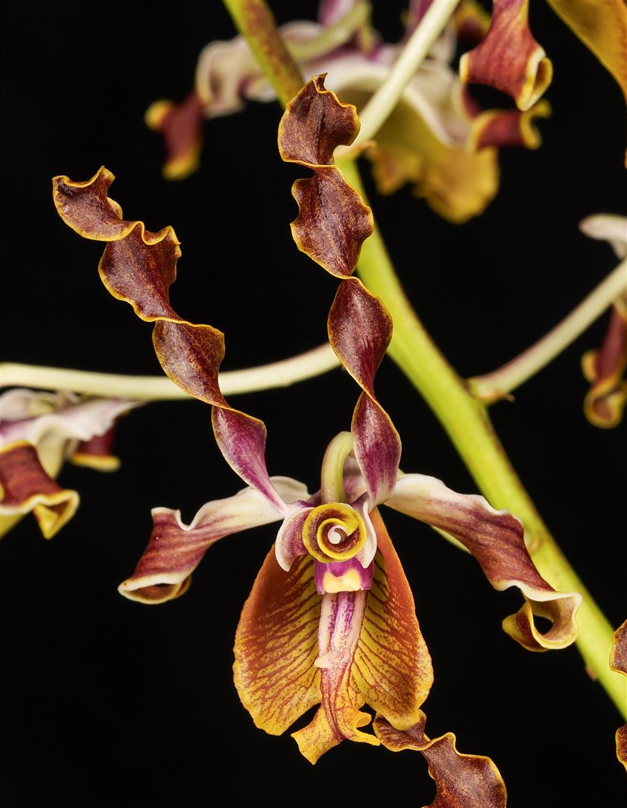 Dendrobium