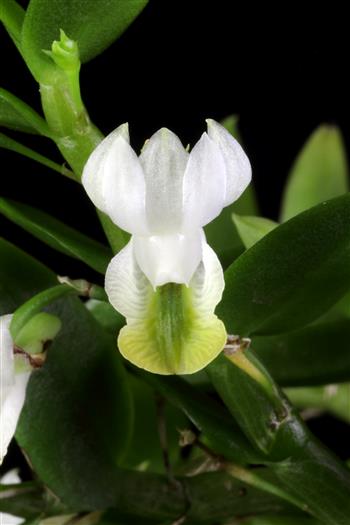 洋書 Orchid Species Culture : Dendrobium Orchid Species