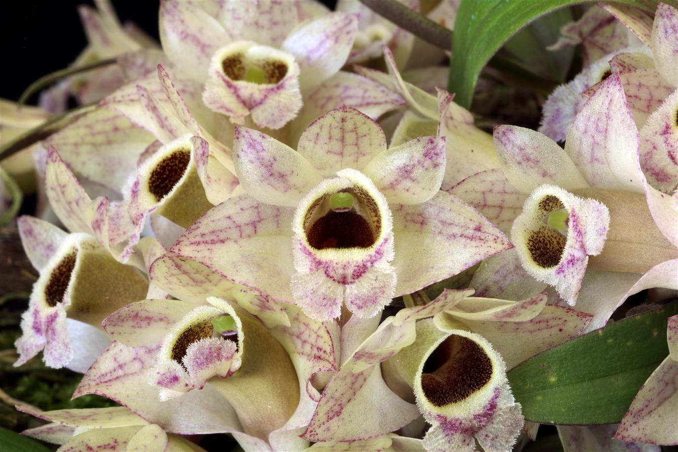 Dendrobium
