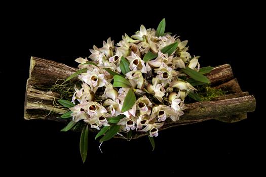Dendrobium