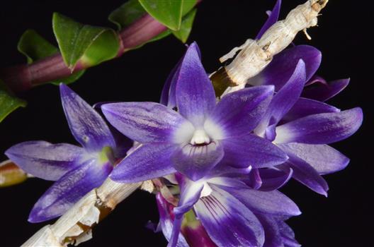洋書 Orchid Species Culture : Dendrobium Orchid Species Culture: Dendrobium (Orchard Species Culture