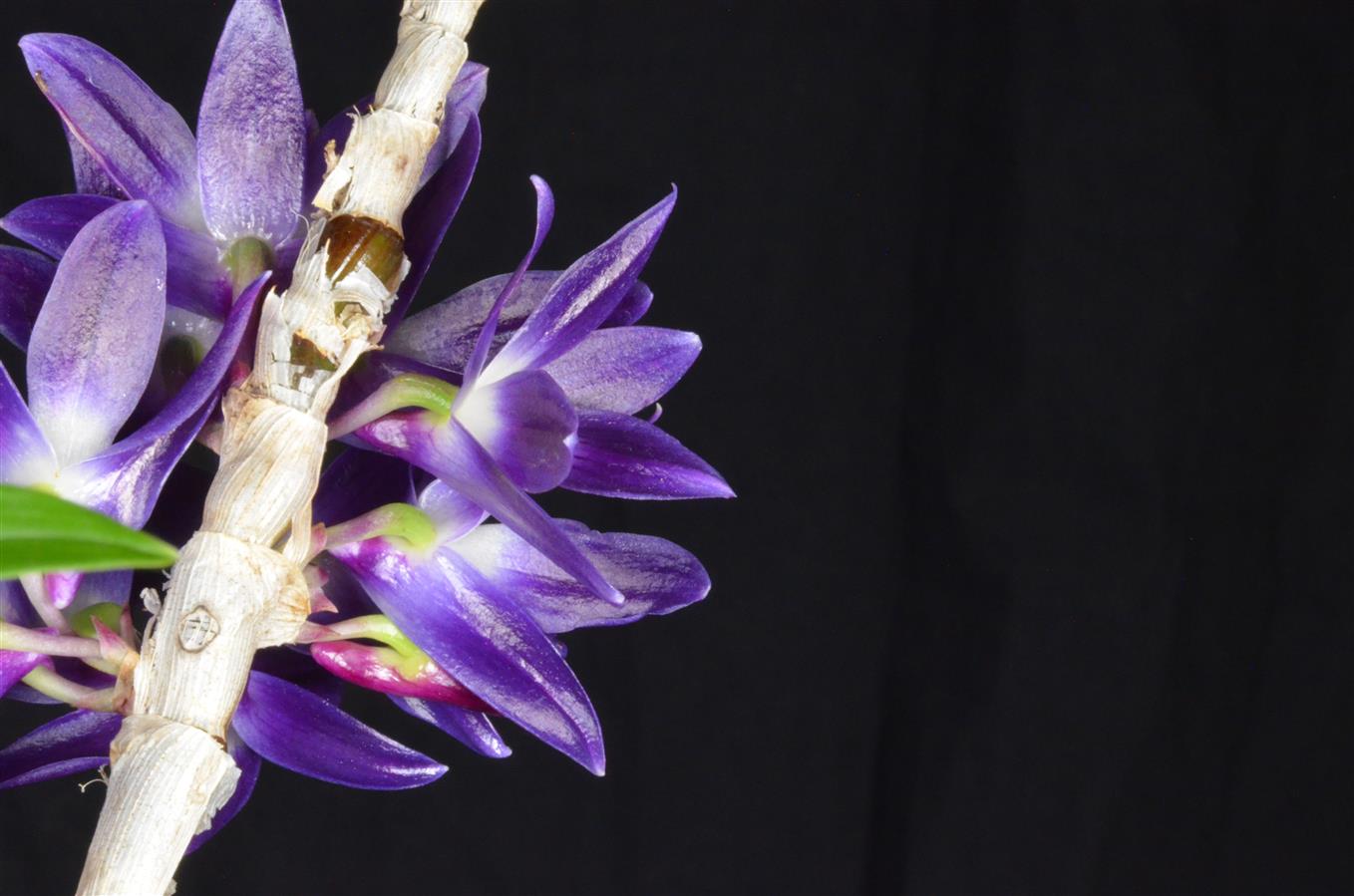 Dendrobium