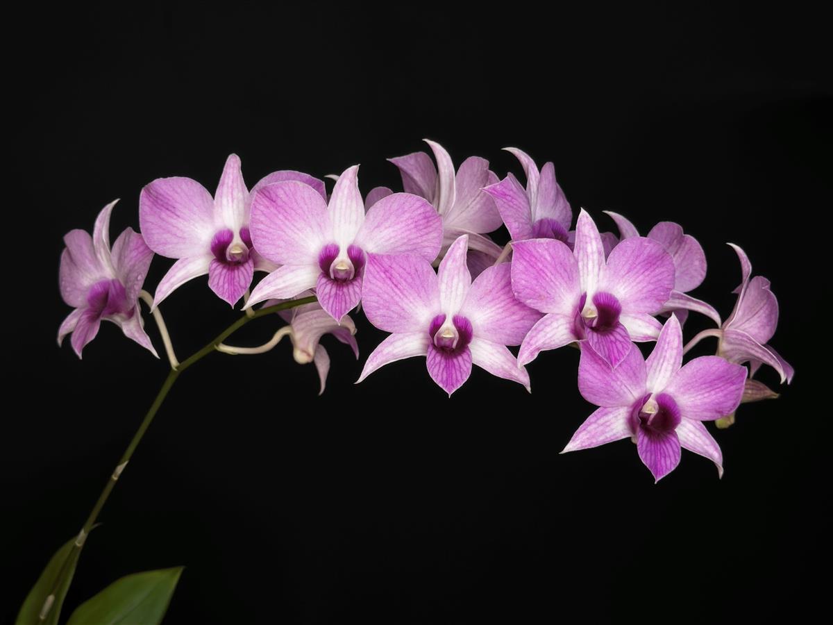 洋書 Orchid Species Culture : Dendrobium Dendrobium and its Relatives, Part 5: Dendrobium section