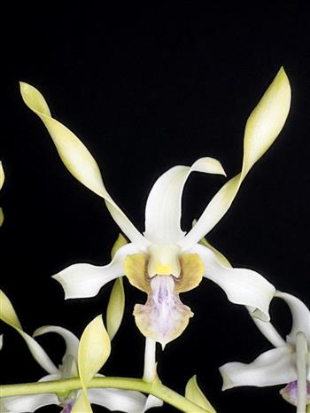 洋書 Orchid Species Culture : Dendrobium 40fc557c-5221-44e4-b4f6-