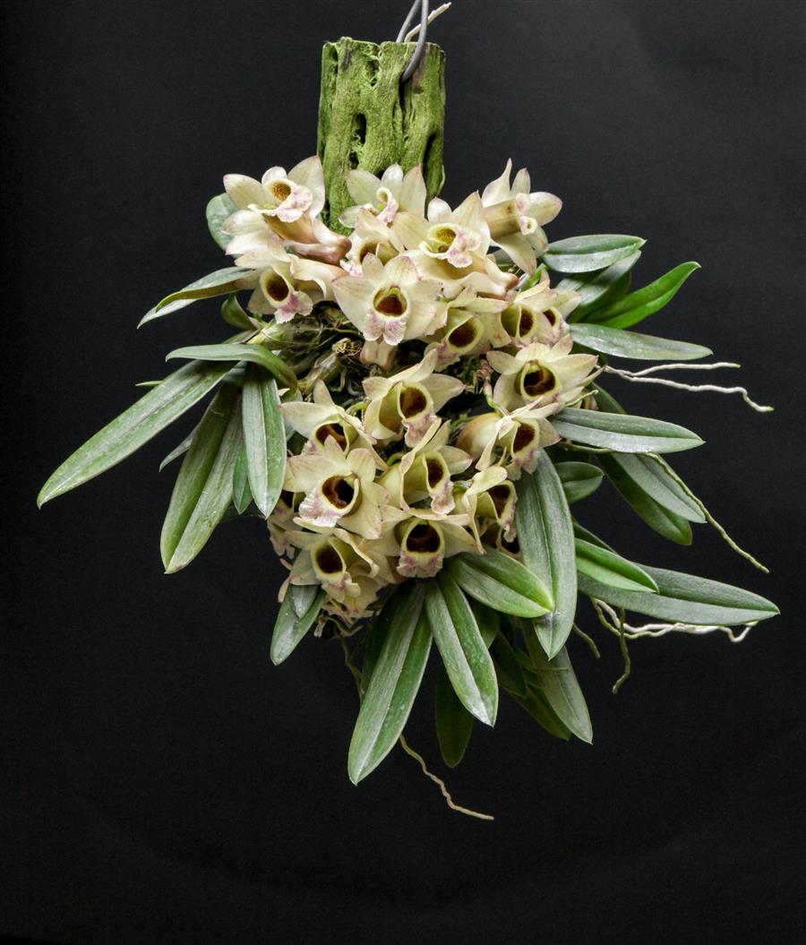 Dendrobium