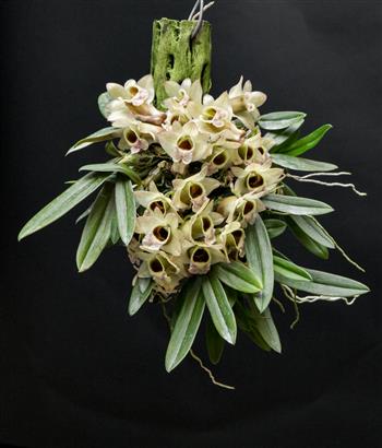 Dendrobium