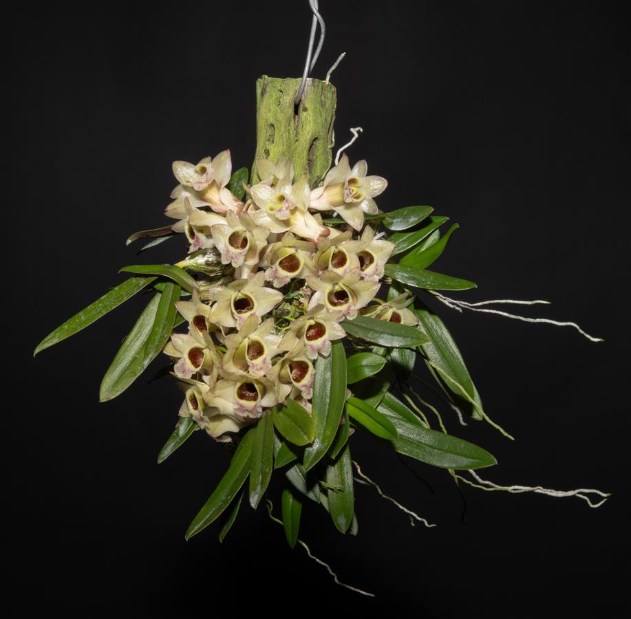 洋書 Orchid Species Culture : Dendrobium Orchid Species Culture: Dendrobium (Orchard Species Culture