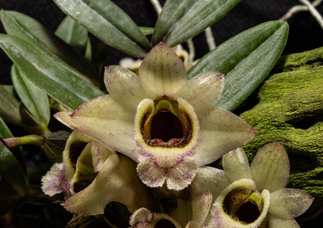 洋書 Orchid Species Culture : Dendrobium 洋書 Orchid Species Culture : Dendrobium 洋書 Orchid Species