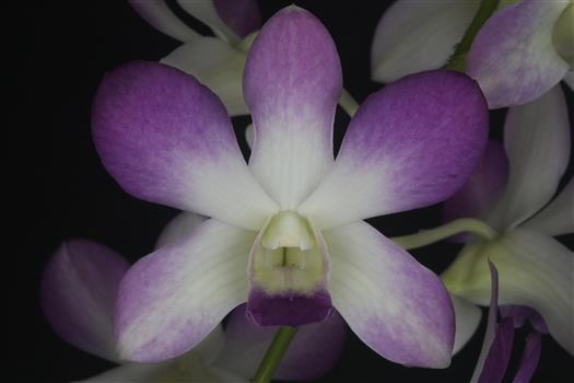 Dendrobium