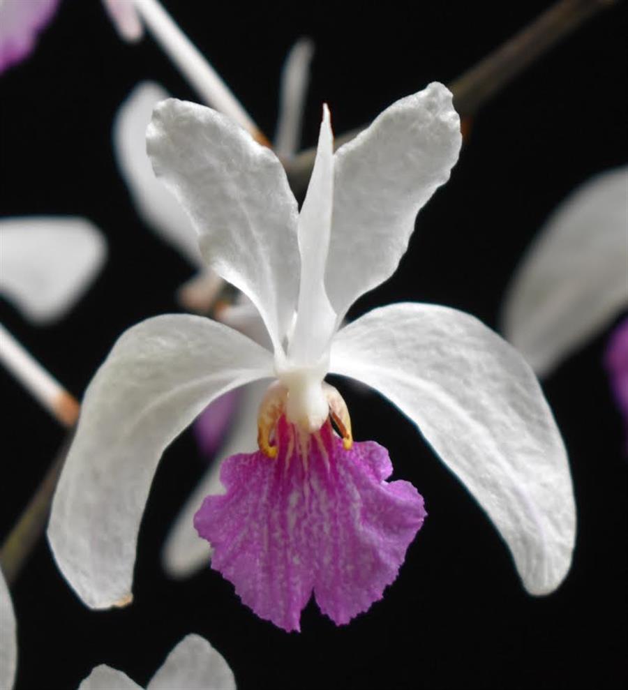 Holcoglossum
