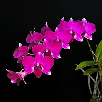 Dendrobium