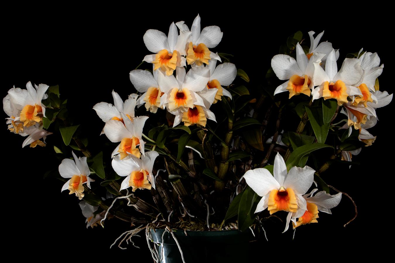 洋書 Orchid Species Culture : Dendrobium Orchid Species Culture: Dendrobium (Orchard Species Culture