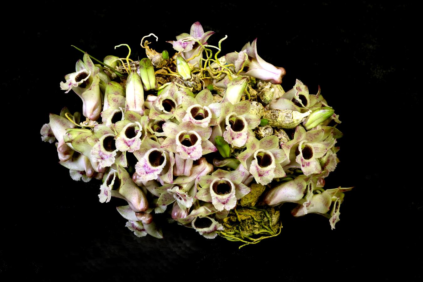 洋書 Orchid Species Culture : Dendrobium Dendrobium and its Relatives, Part 5: Dendrobium section