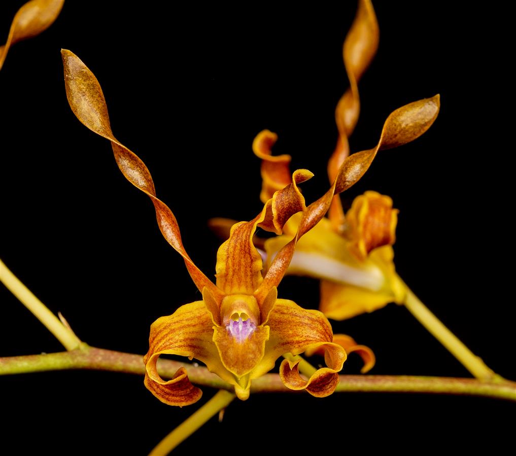 洋書 Orchid Species Culture : Dendrobium Orchid Species Culture