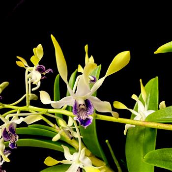 洋書 Orchid Species Culture : Dendrobium Orchid Species Culture