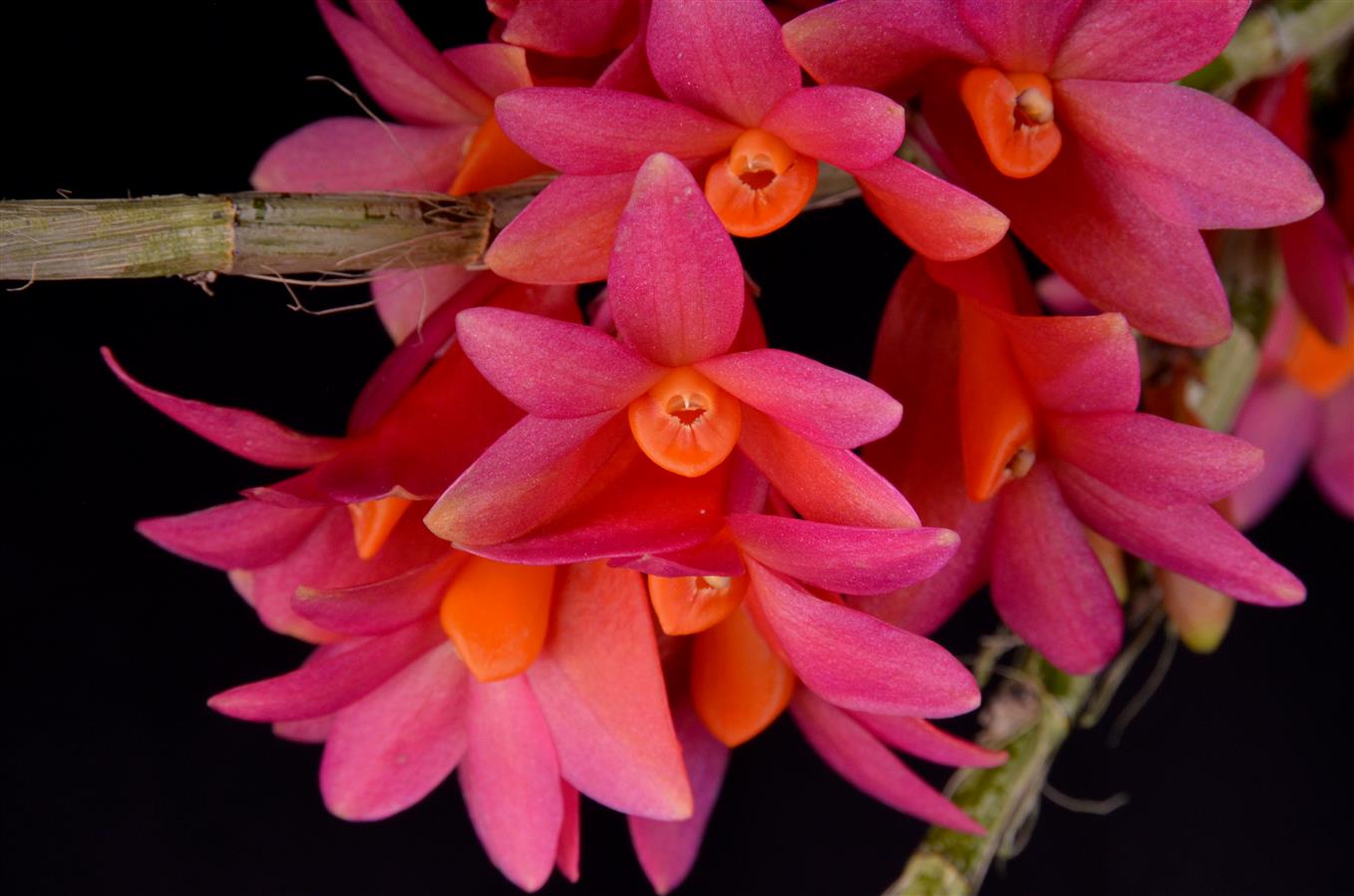 洋書 Orchid Species Culture : Dendrobium Dendrobium pendulum | Afri Orchids