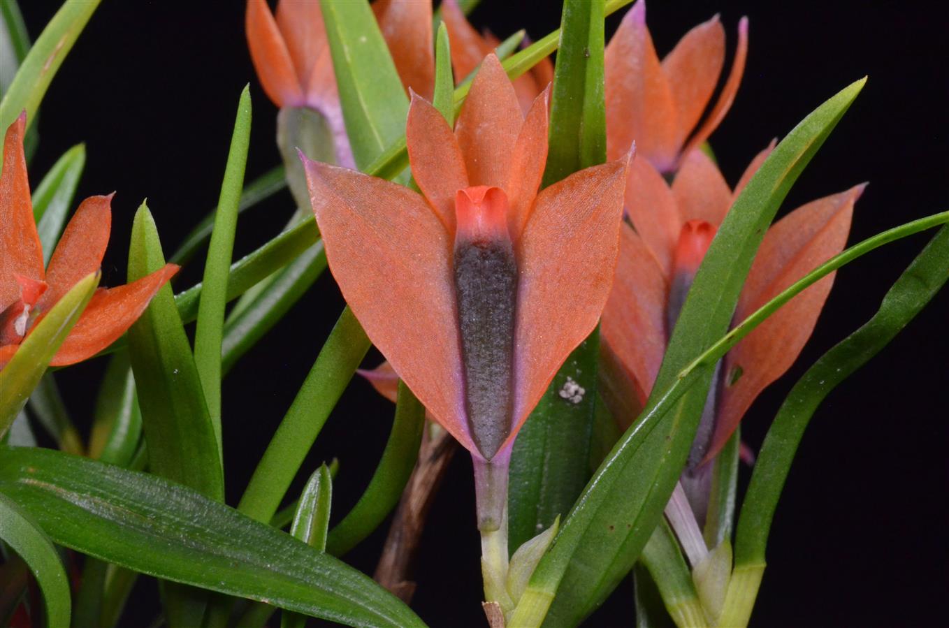 洋書 Orchid Species Culture : Dendrobium Orchid Species Culture