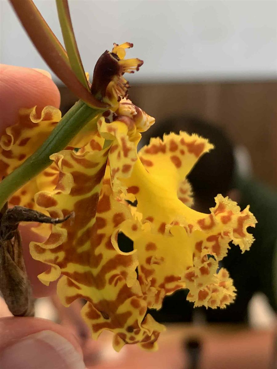 Psychopsis