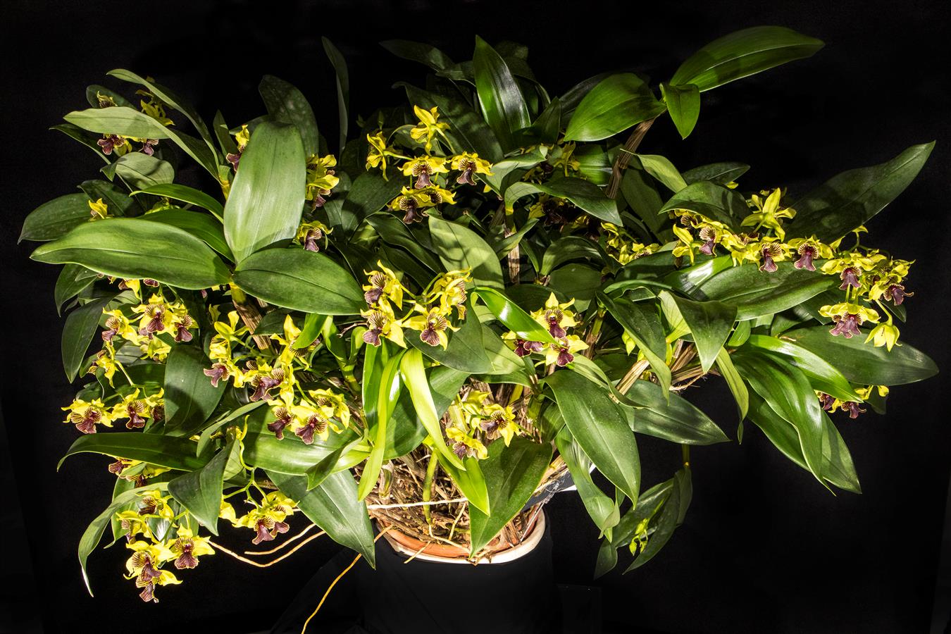 洋書 Orchid Species Culture : Dendrobium Orchid Species Culture