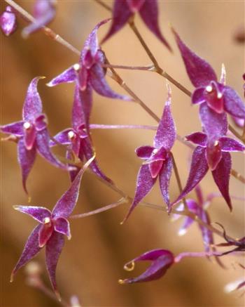Lepanthopsis