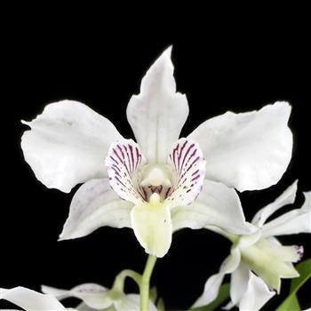 Dendrobium