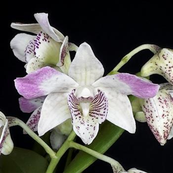 Dendrobium