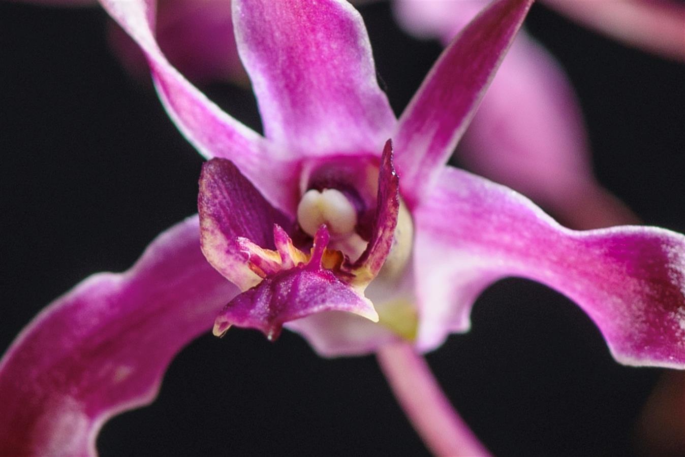 Dendrobium