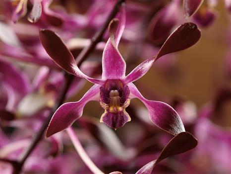 Dendrobium