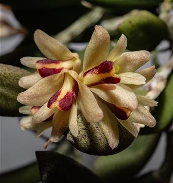 Dendrobium
