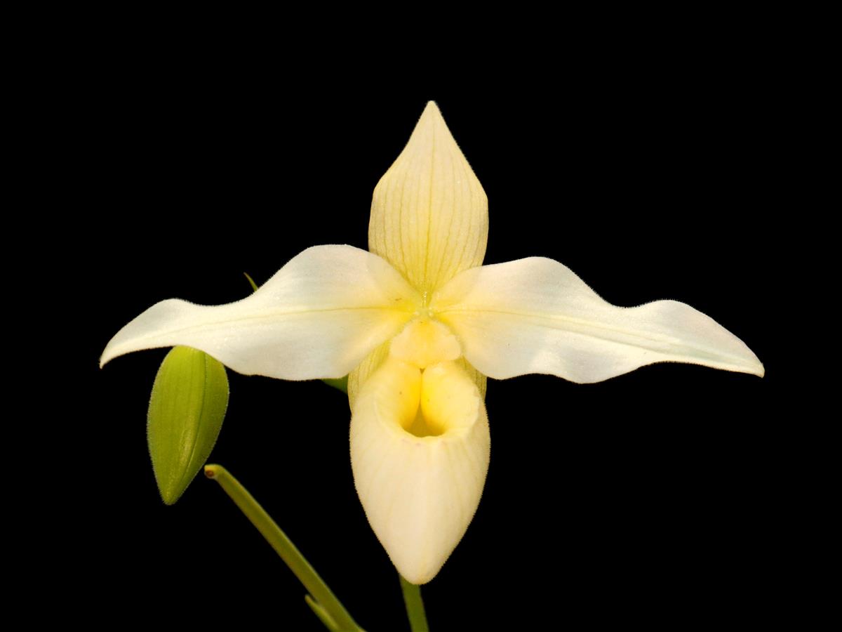 洋書 Orchid Species Culture : Dendrobium Orchid Species Culture: Dendrobium: Baker, Margaret L., Baker