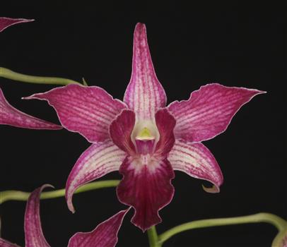 Dendrobium