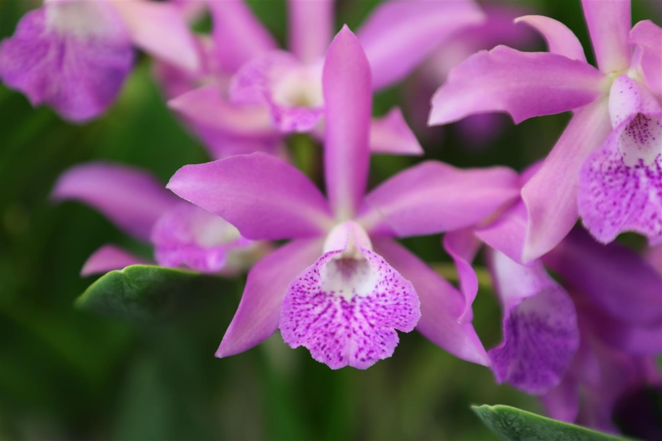 Brassocatanthe