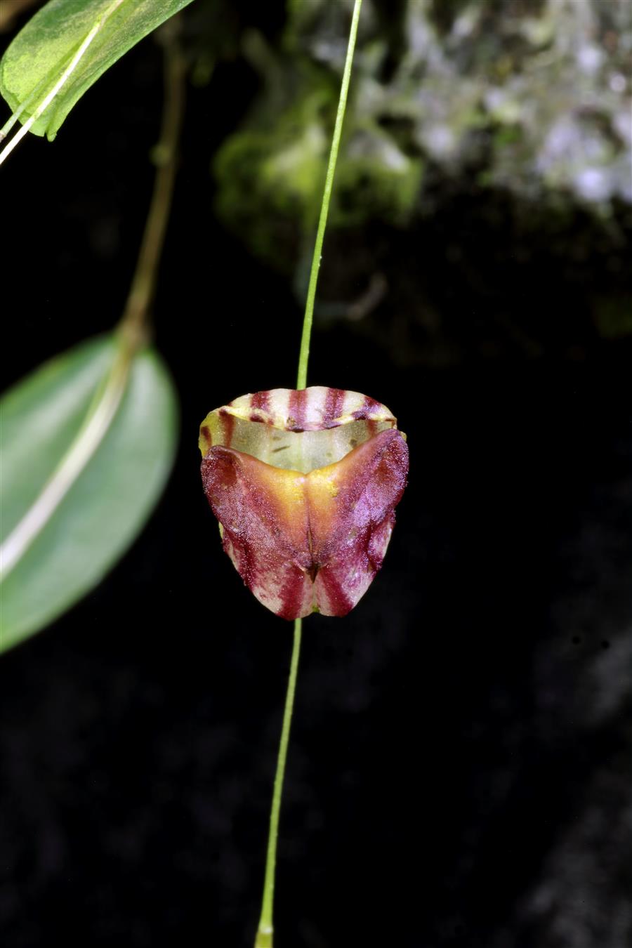 Lepanthes
