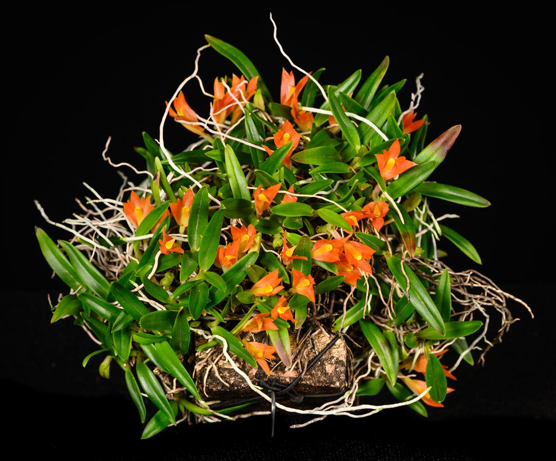 洋書 Orchid Species Culture : Dendrobium 洋書 Orchid Species Culture : Dendrobium 洋書 Orchid Species