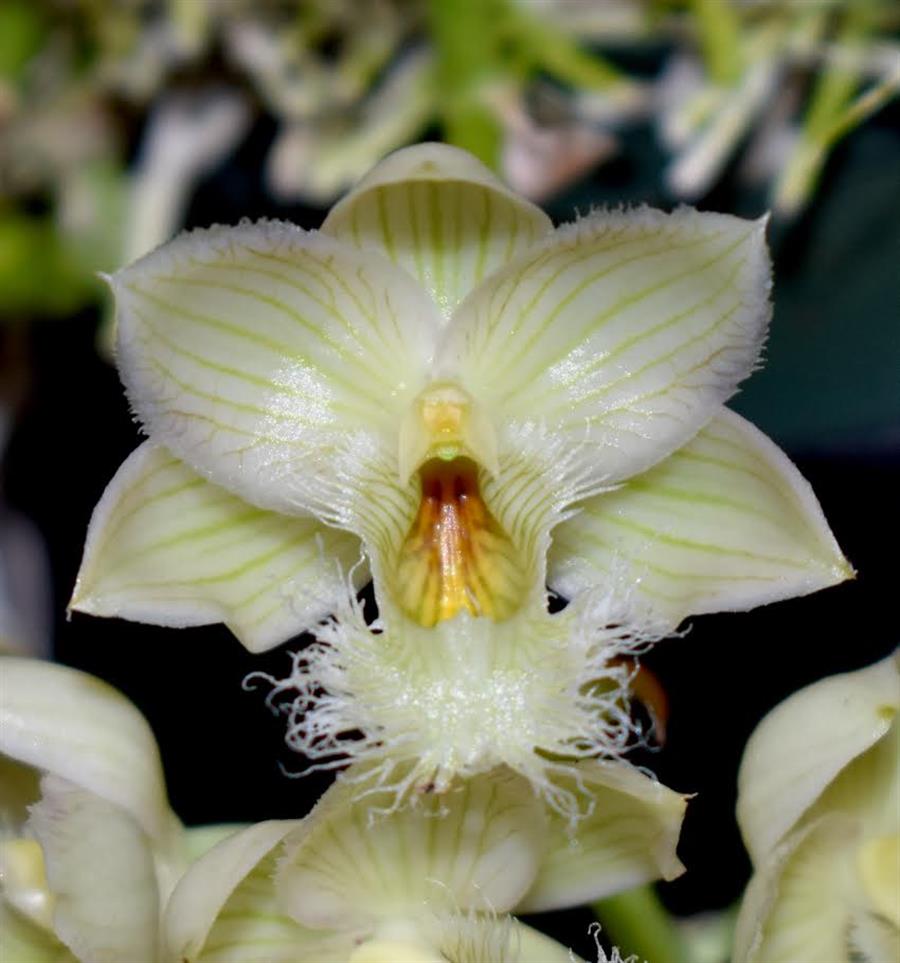 Clowesia