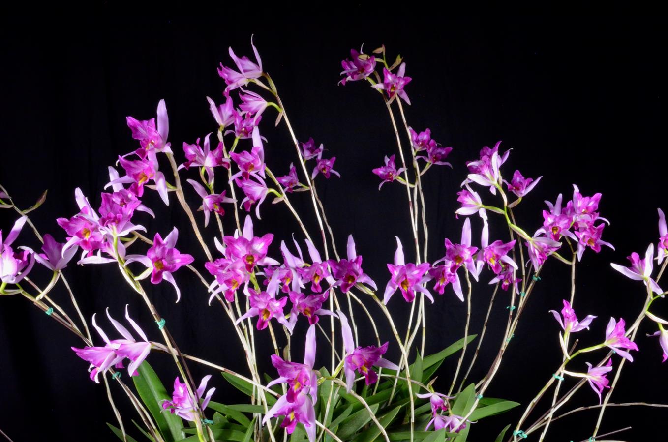 Laelia