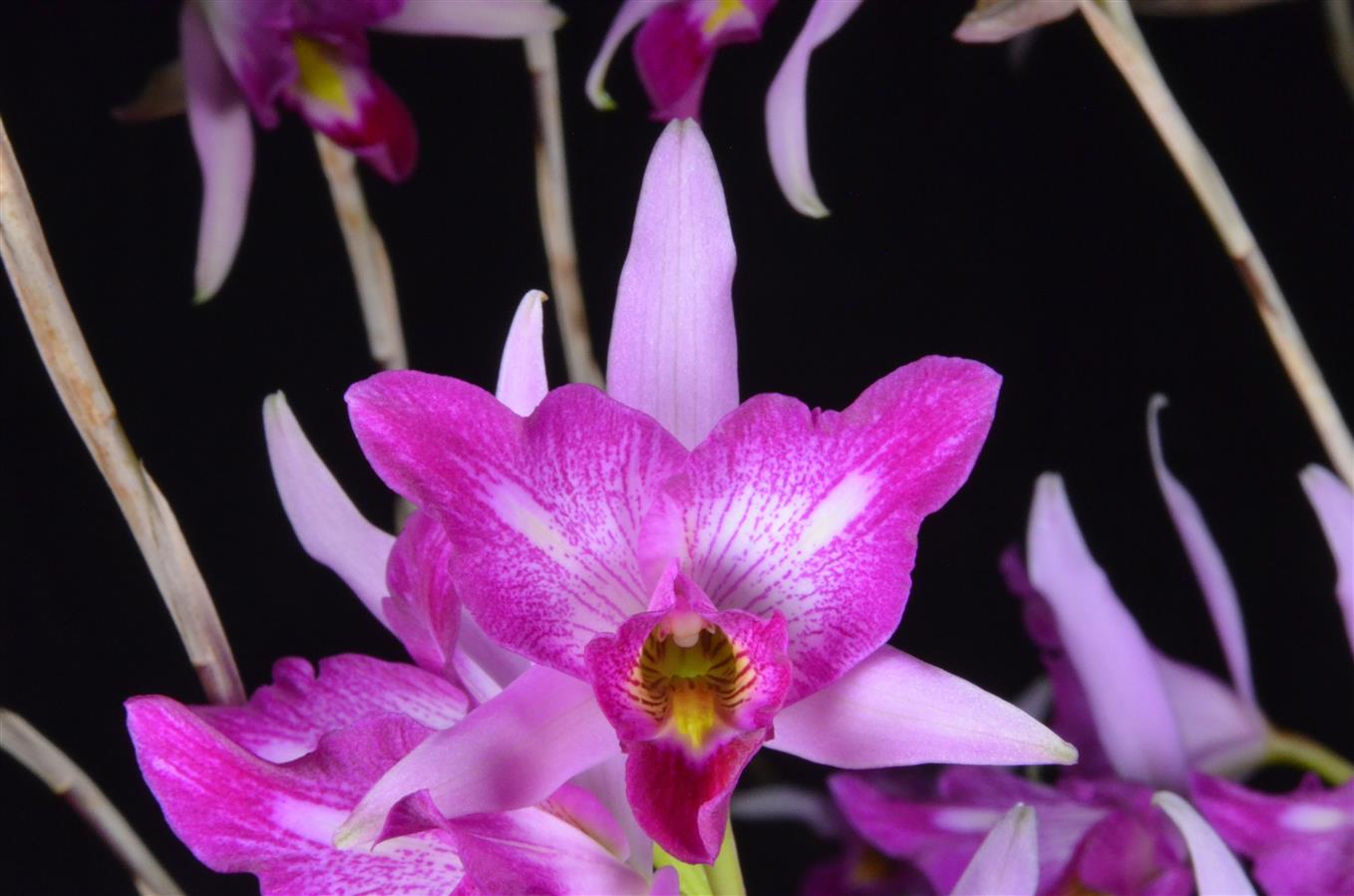 Laelia