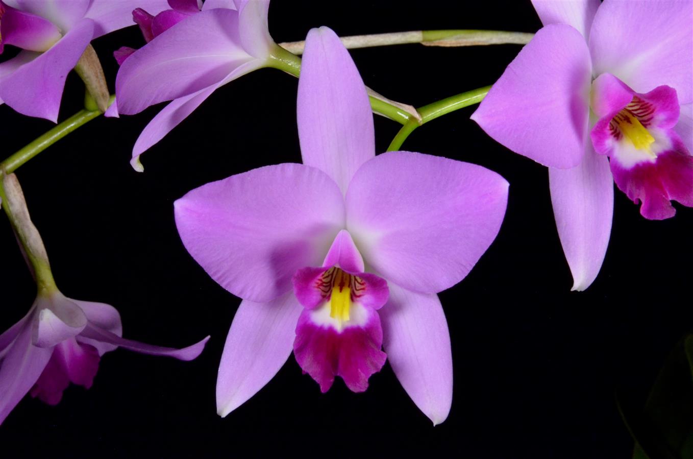Laelia