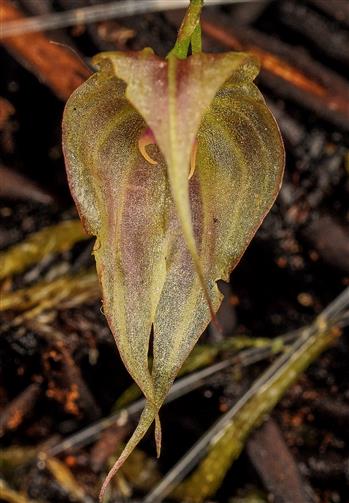Lepanthes